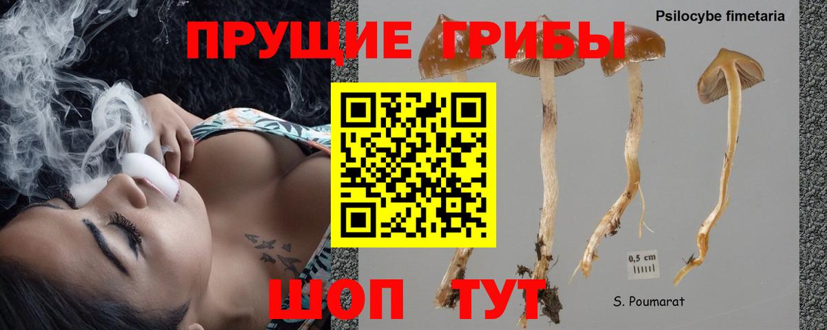 Псилоцибиновые грибы прущие грибы  Псилоцибиновые грибы Psilocybine cubensis  Грязи  Вход с VPN 